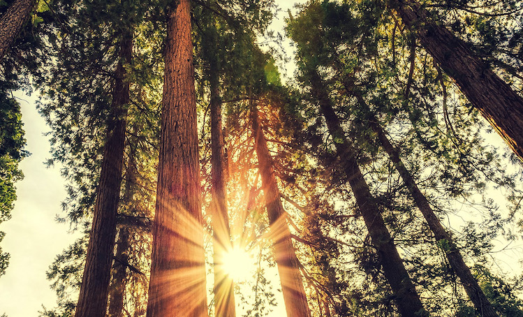 ریشه استوار در بحران